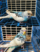 Budgie